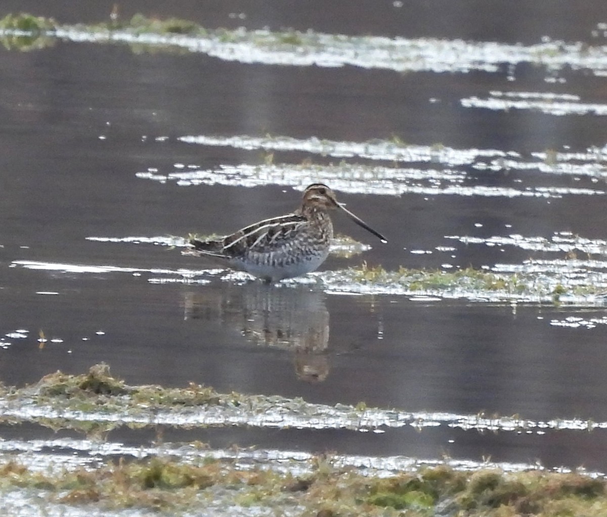 Wilson's Snipe - Michelle Forte