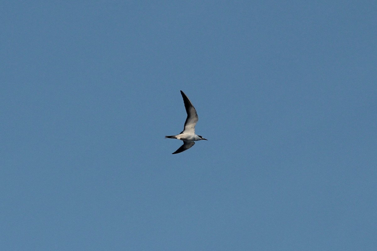 Sooty Tern - ML611164589