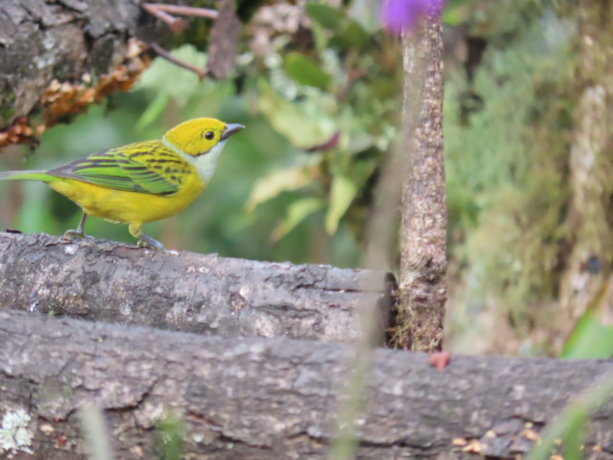 Silver-throated Tanager - ML611164598