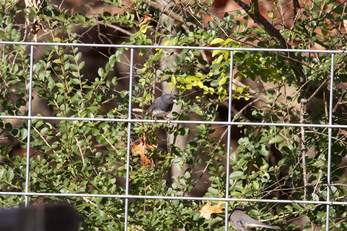 Dark-eyed Junco - ML611164604