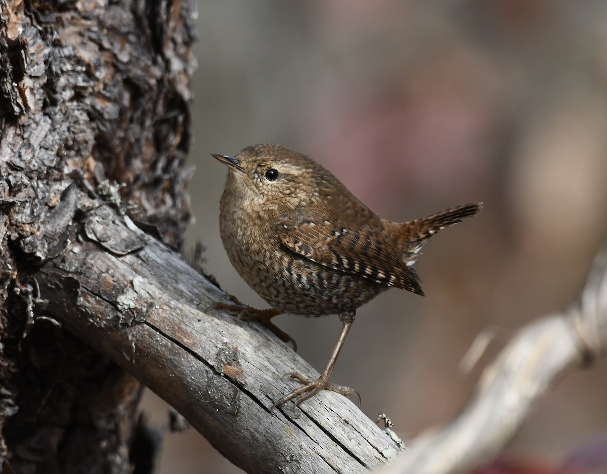 Winter Wren - ML611164760