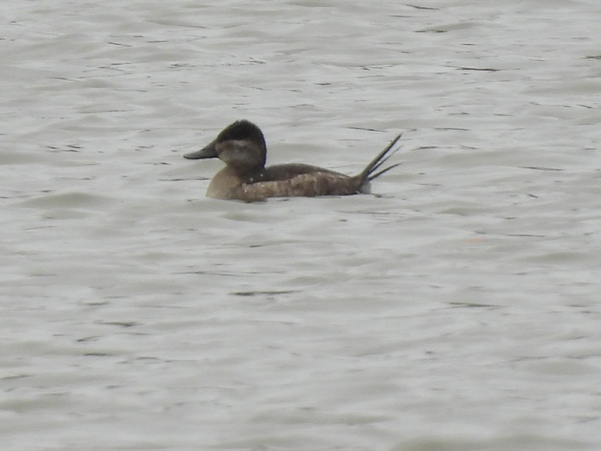 Ruddy Duck - ML611164766