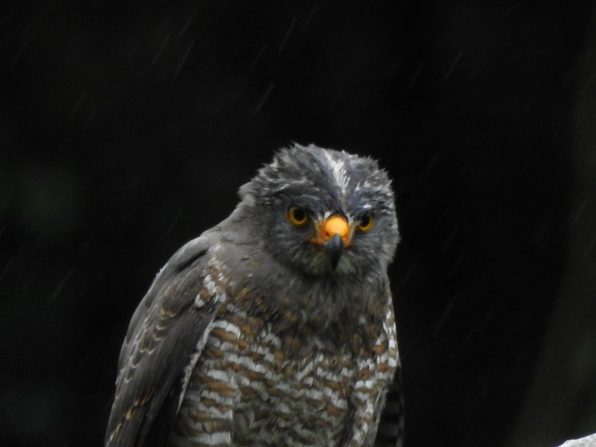 Roadside Hawk - ML611164804