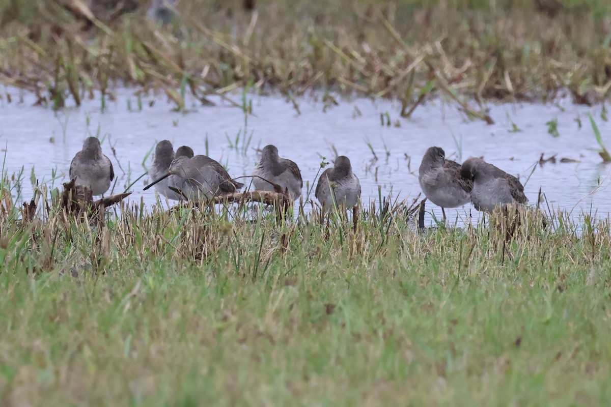 Long-billed Dowitcher - ML611164810