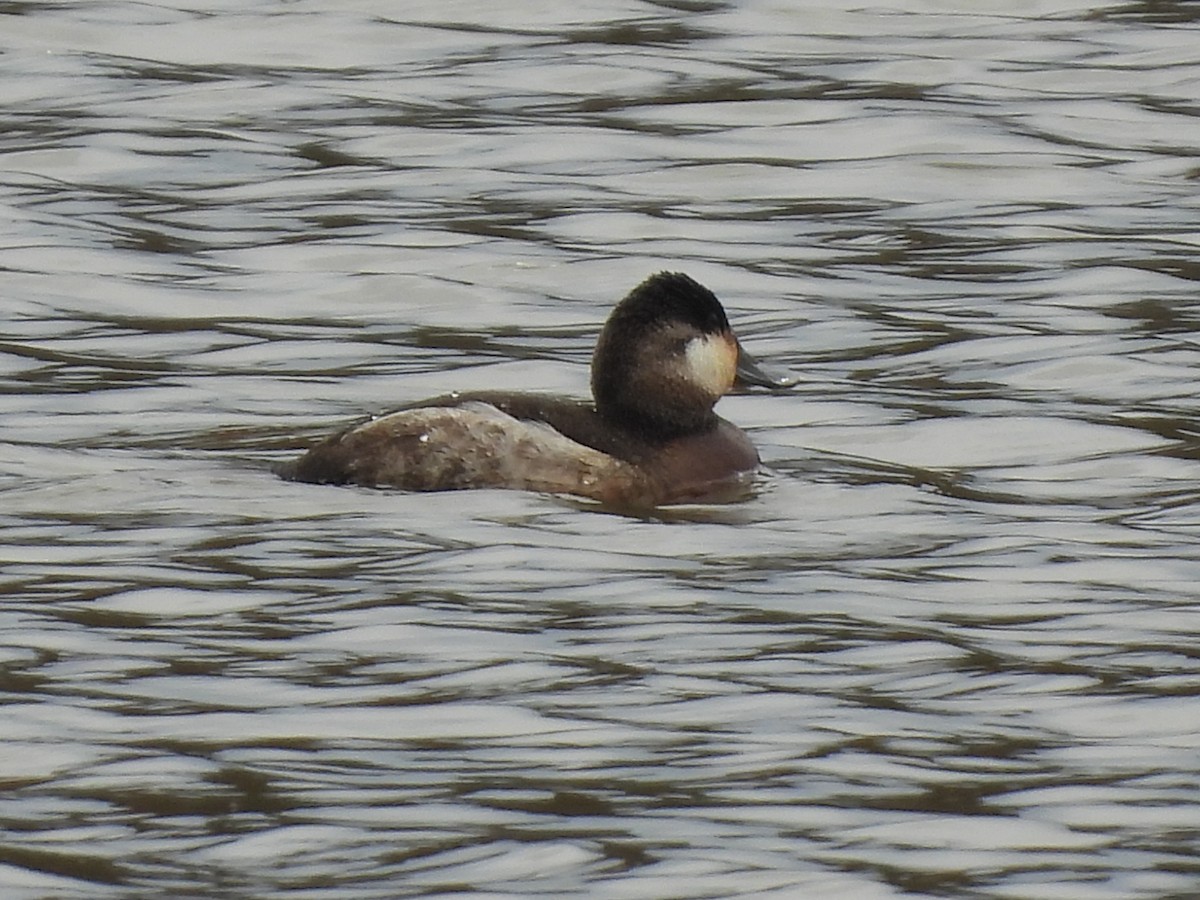 Ruddy Duck - ML611164818