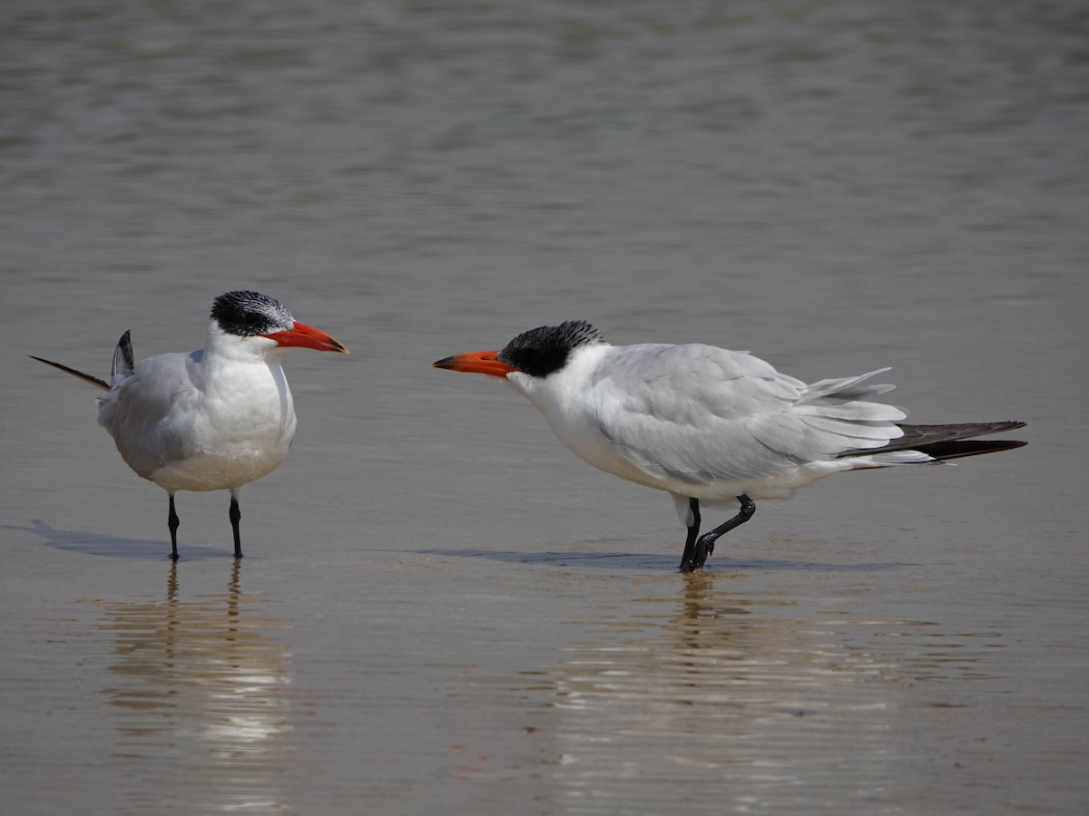 Caspian Tern - ML611164851