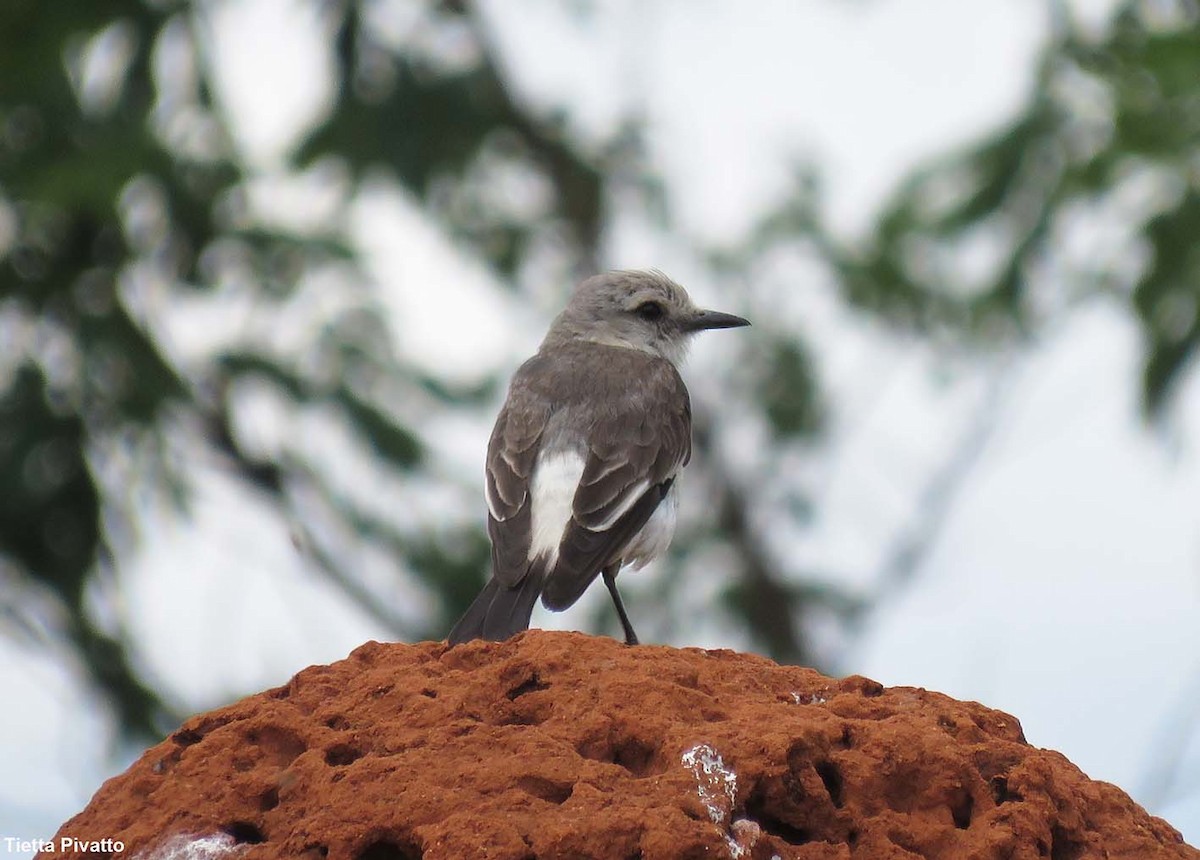 White-rumped Monjita - ML611164861