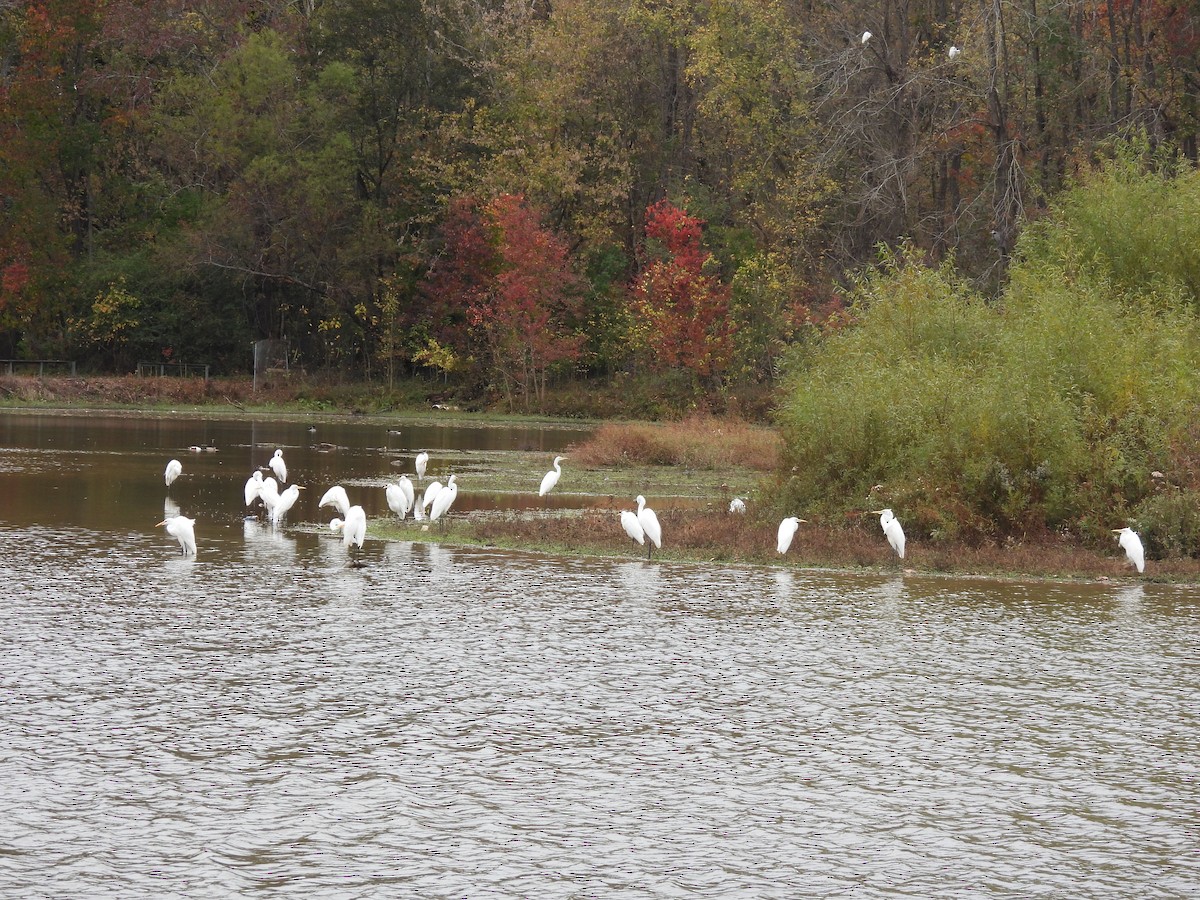 Great Egret - ML611164954