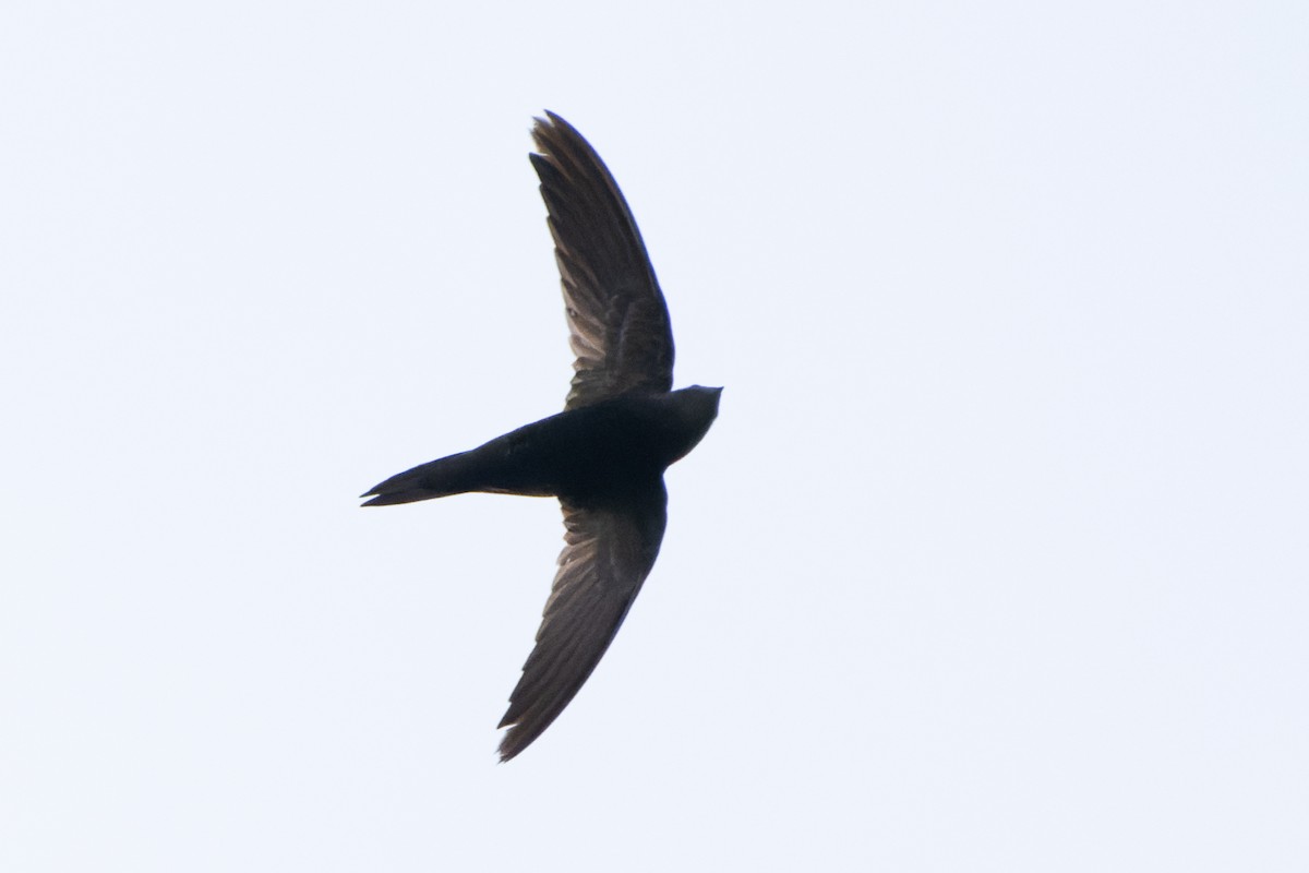 Malagasy Swift - ML611164979