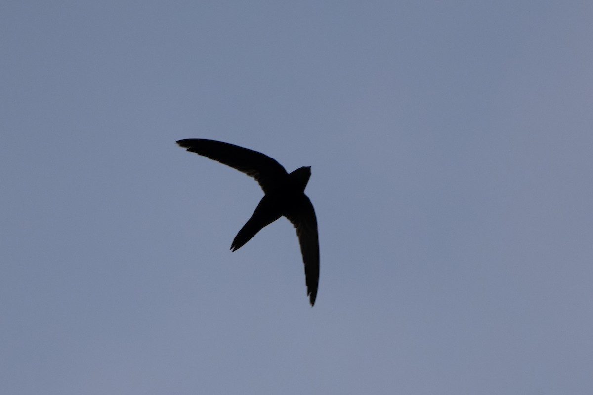 Malagasy Swift - ML611164980