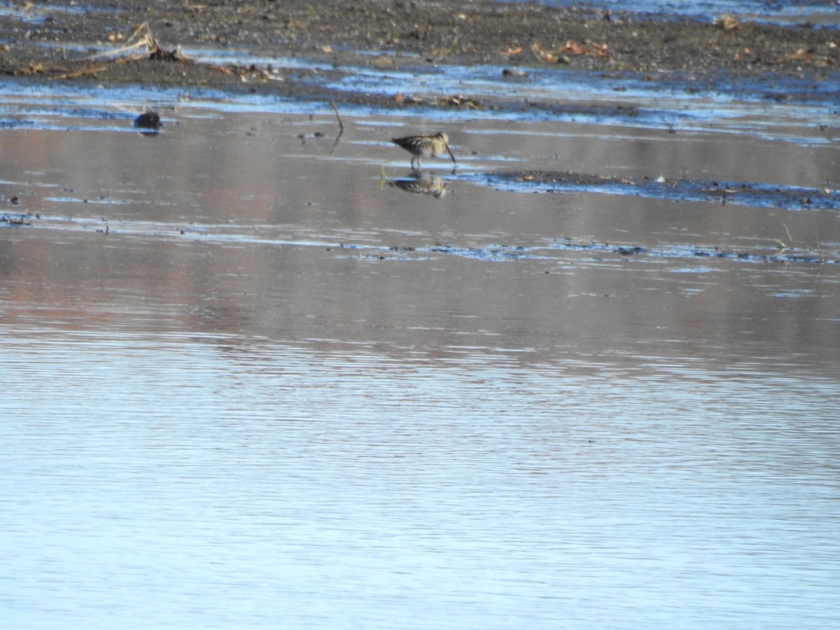 Wilson's Snipe - ML611165094