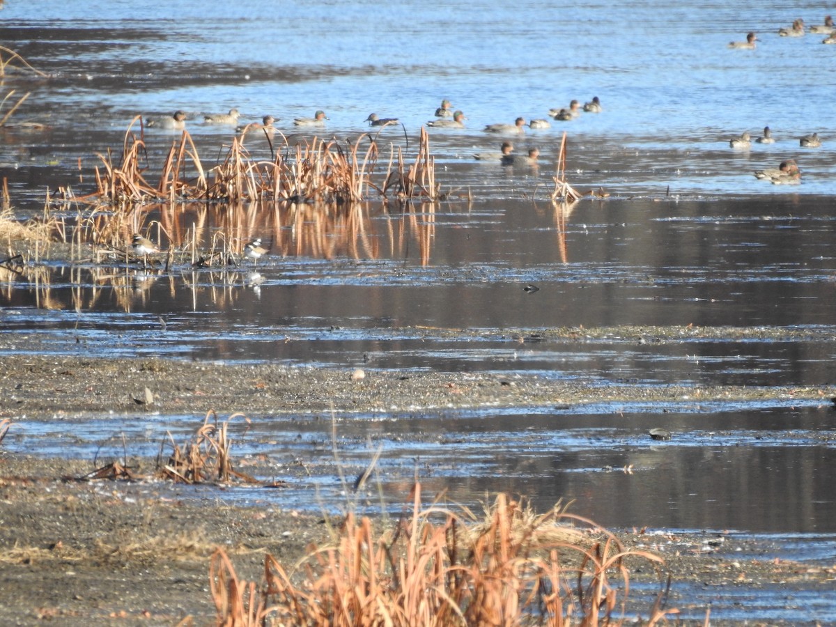Green-winged Teal - ML611165103