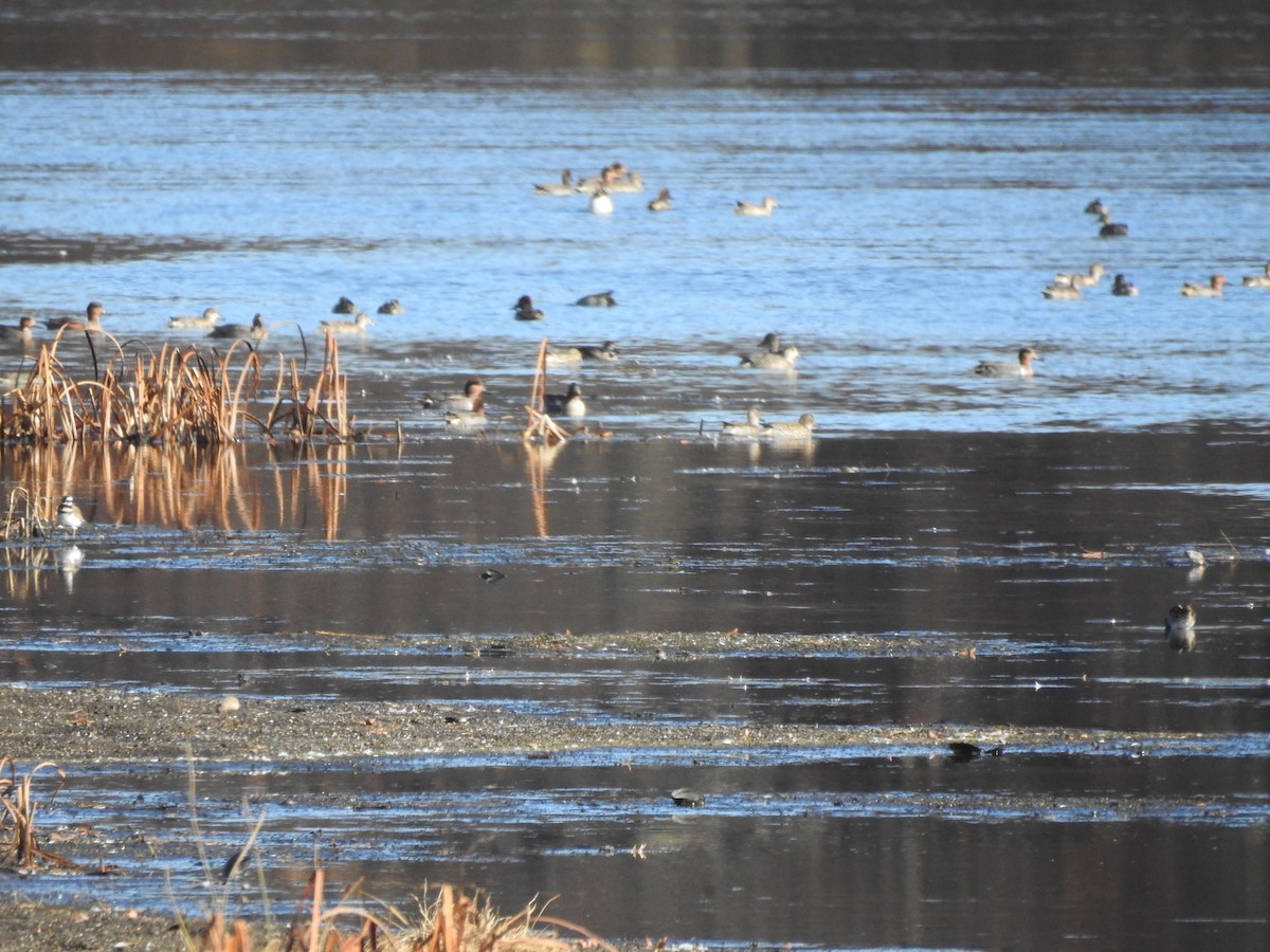 Killdeer - ML611165135