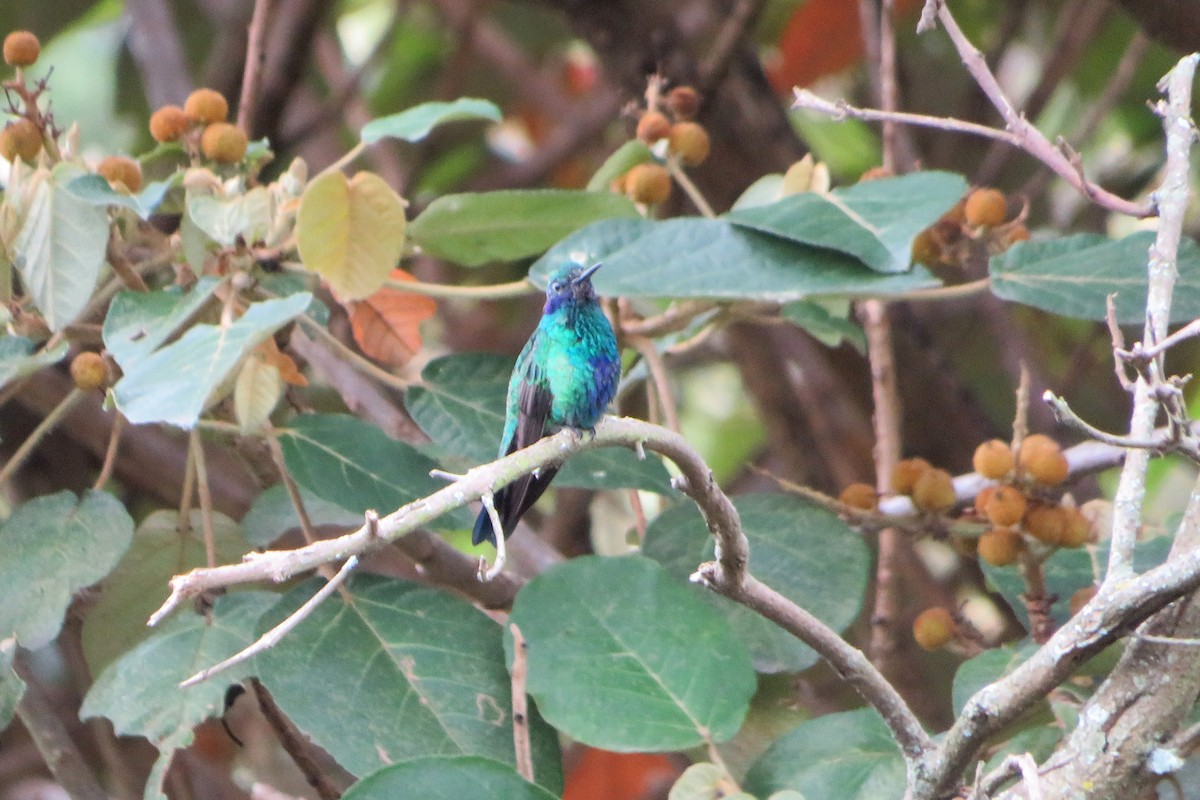 kolibřík modrolící - ML611165229