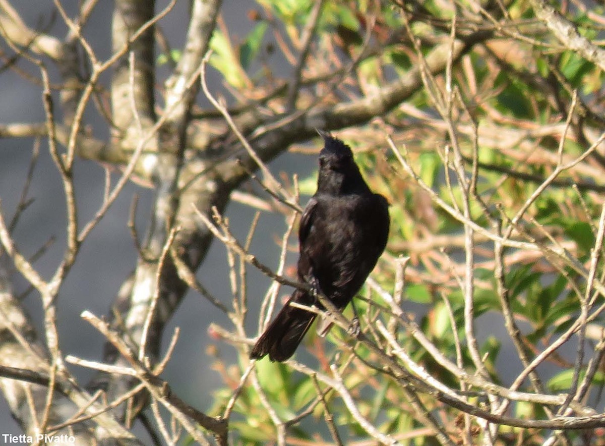 Crested Black-Tyrant - Maria Antonietta Castro Pivatto