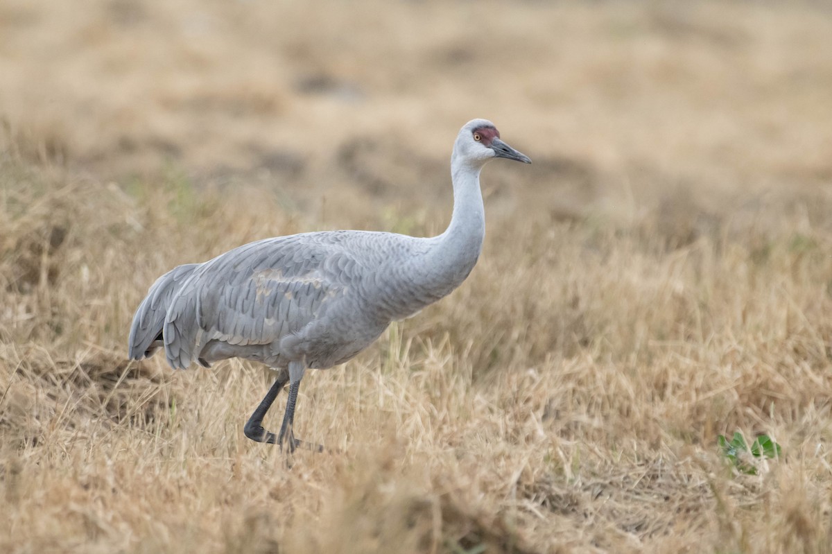 Sandhill Crane - Nancy Christensen