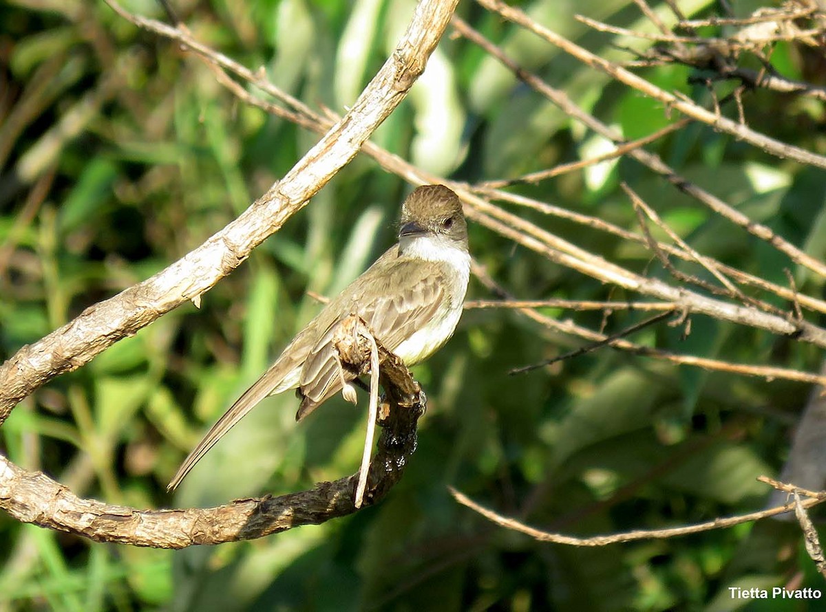 Short-crested Flycatcher - Maria Antonietta Castro Pivatto