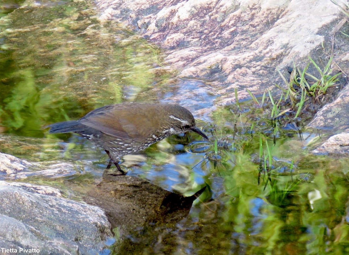 Sharp-tailed Streamcreeper - ML611165326