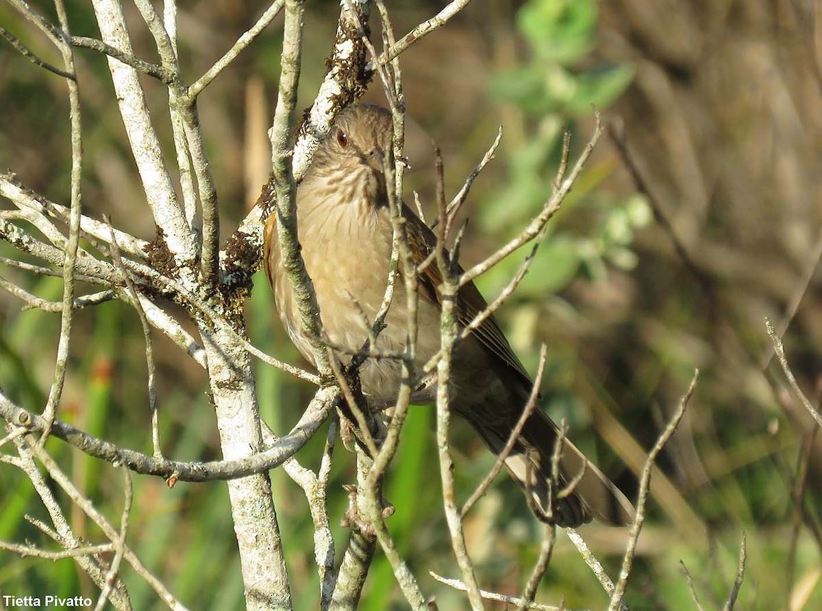 Pale-breasted Thrush - Maria Antonietta Castro Pivatto