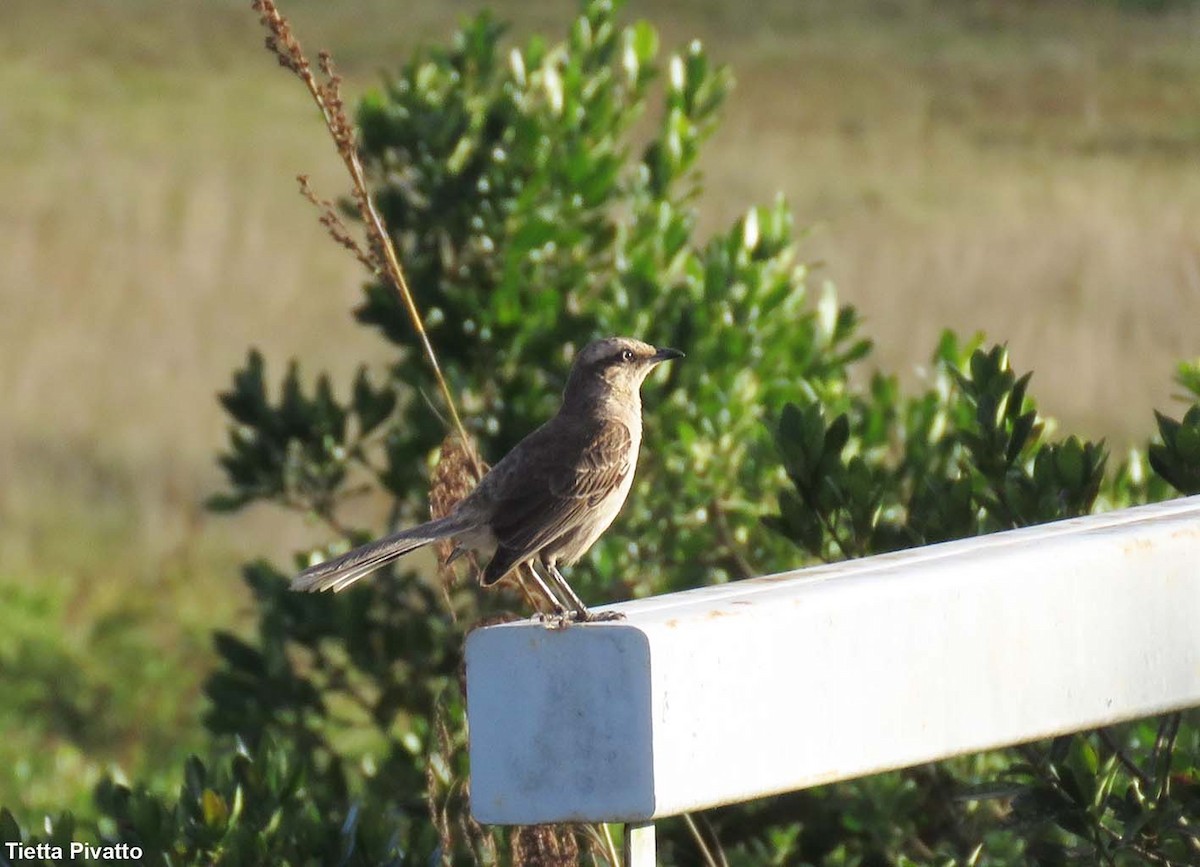 Chalk-browed Mockingbird - Maria Antonietta Castro Pivatto