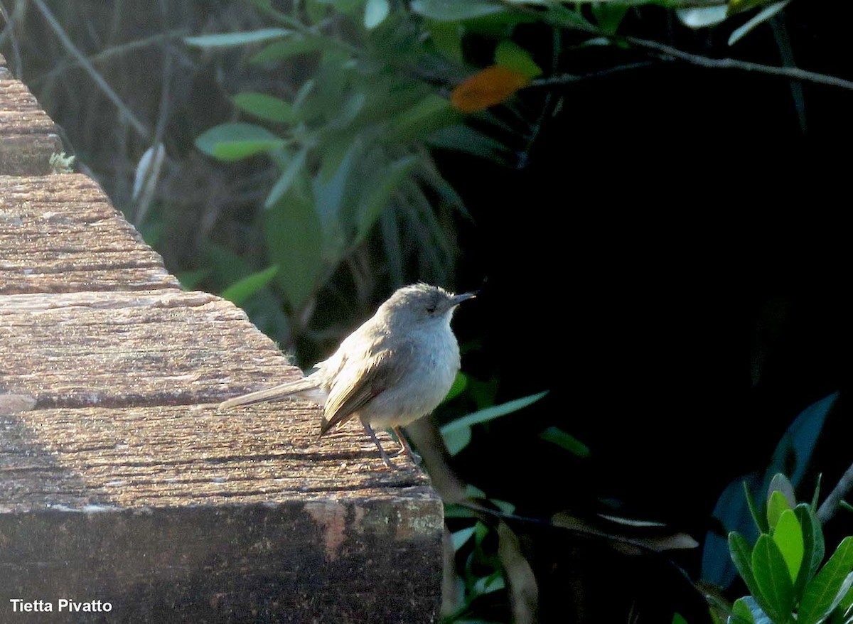 Sooty Tyrannulet - ML611165350