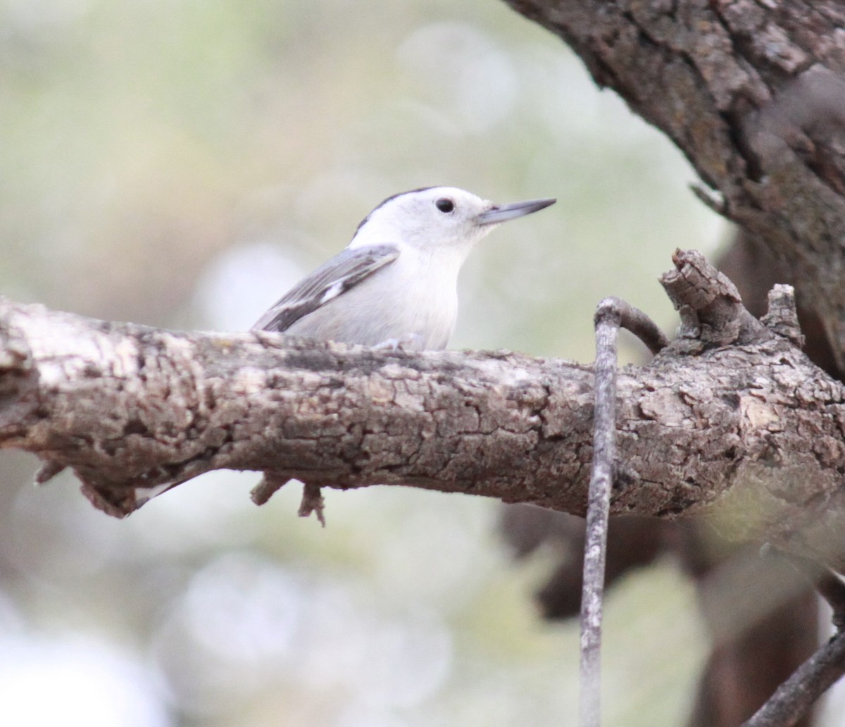 White-breasted Nuthatch - ML611165522