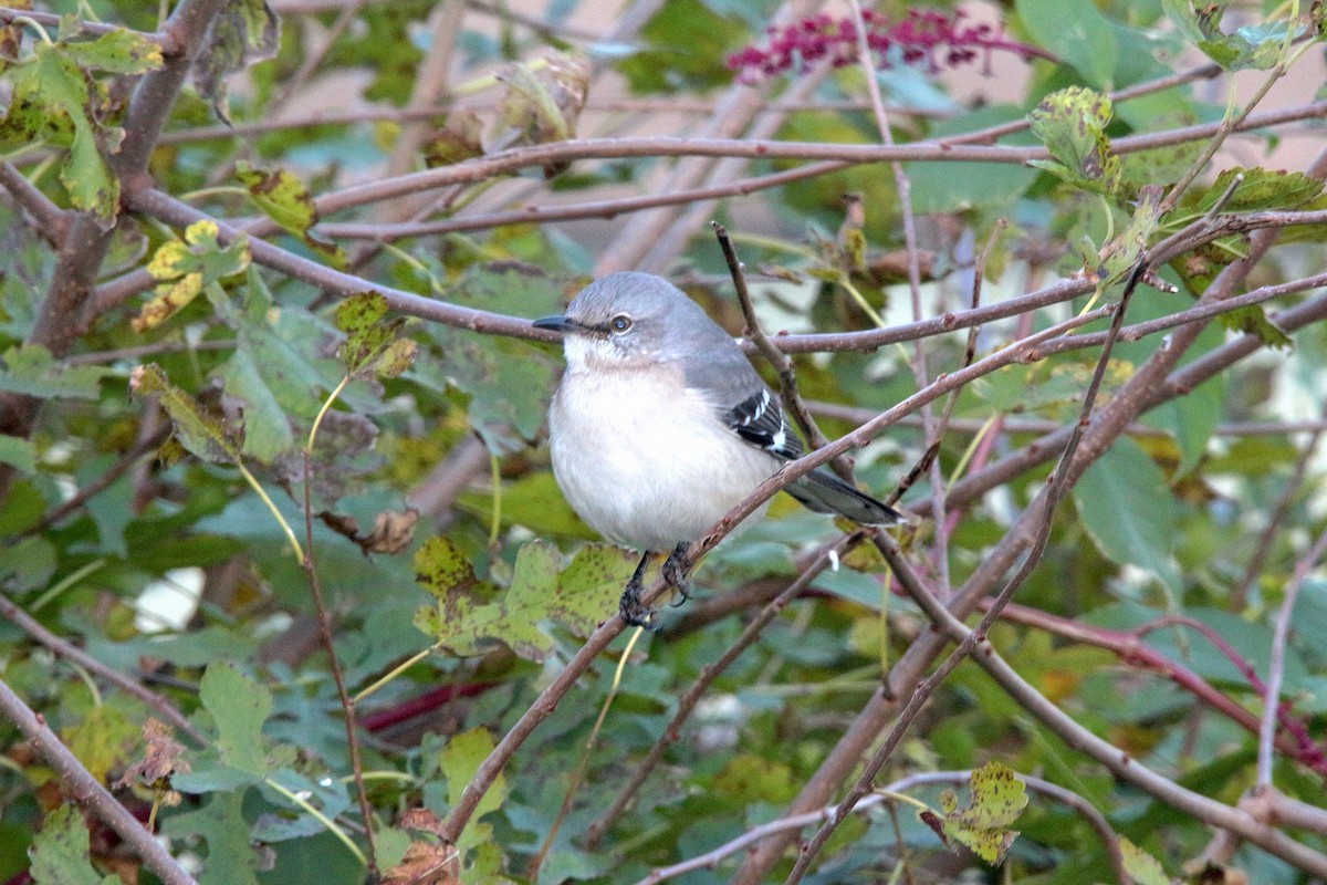 Northern Mockingbird - Nick Dawson