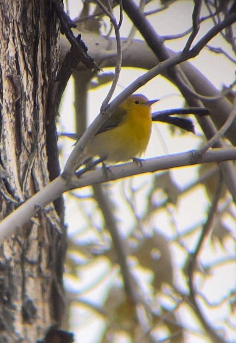 Prothonotary Warbler - ML611165604