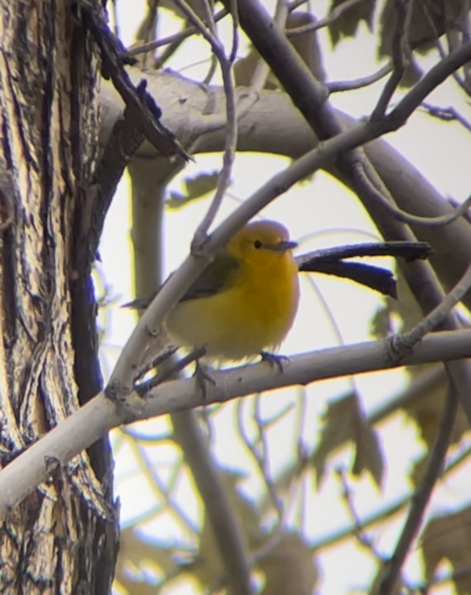 Prothonotary Warbler - ML611165605