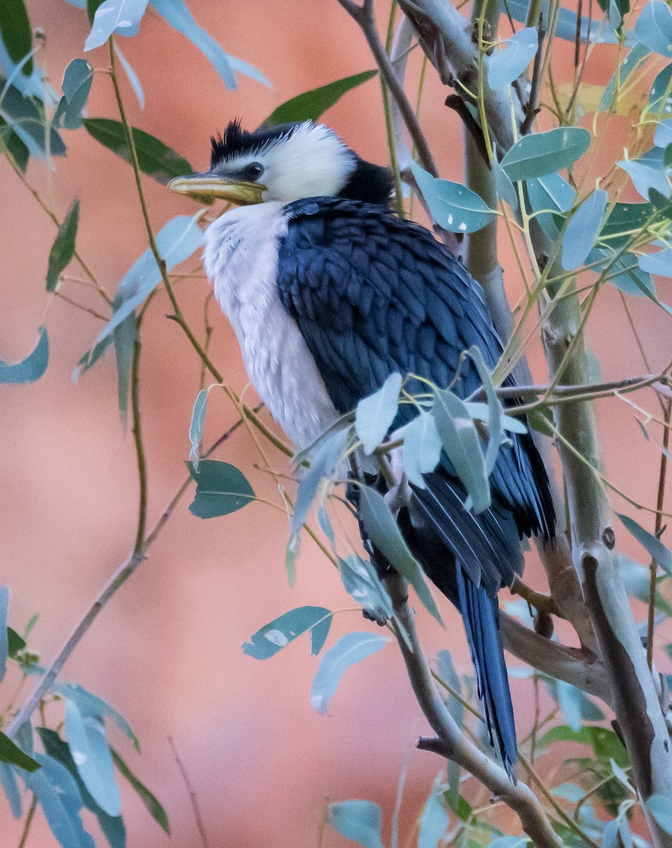 Little Pied Cormorant - ML611165662