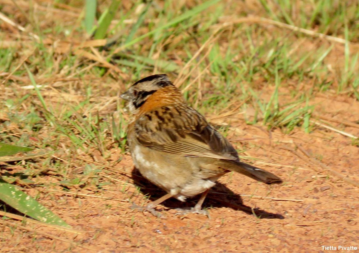 Rufous-collared Sparrow - Maria Antonietta Castro Pivatto