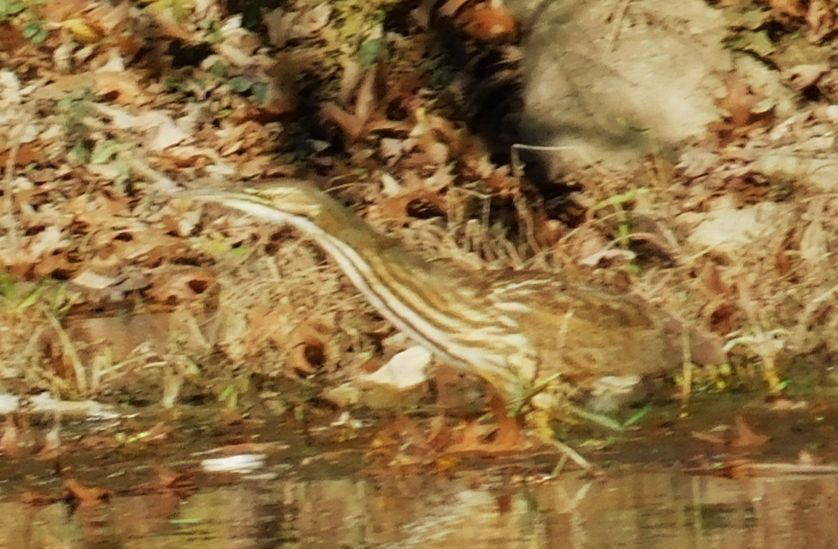 American Bittern - ML611165673