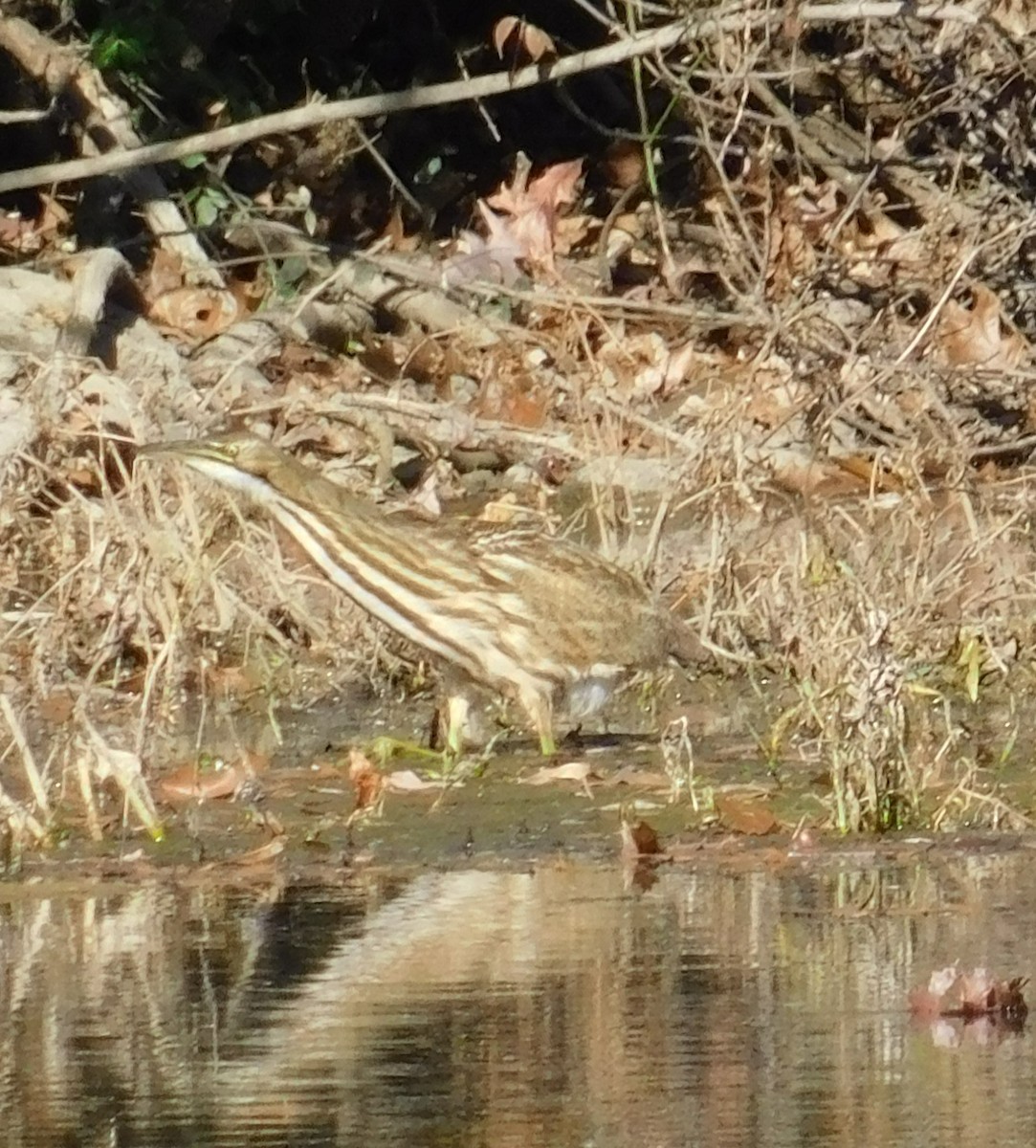 American Bittern - ML611165674