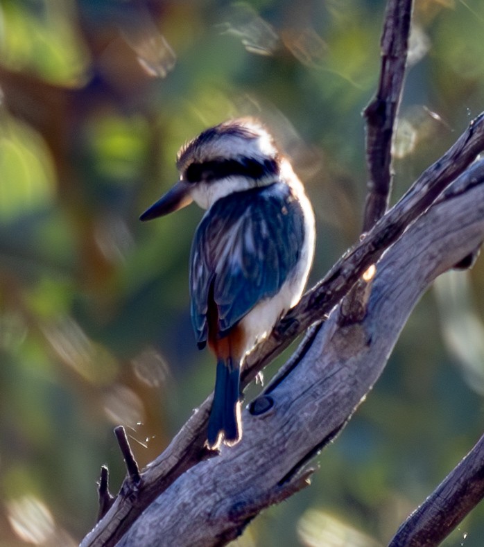 Red-backed Kingfisher - ML611165679