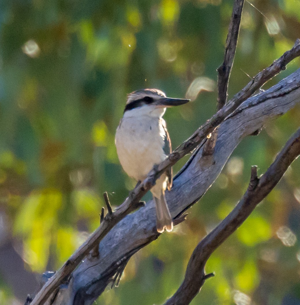 Red-backed Kingfisher - ML611165680