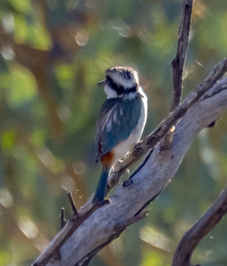 Red-backed Kingfisher - ML611165681