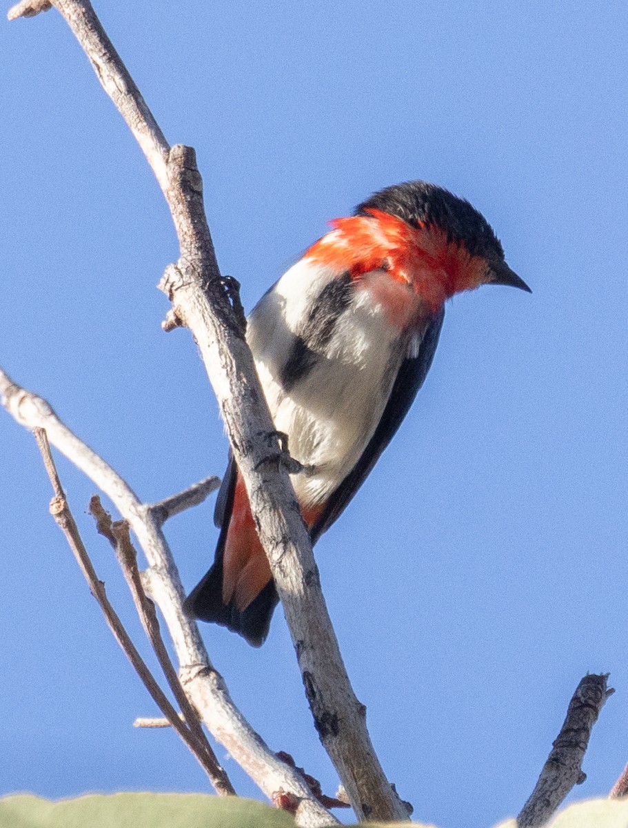 Mistletoebird - ML611165691