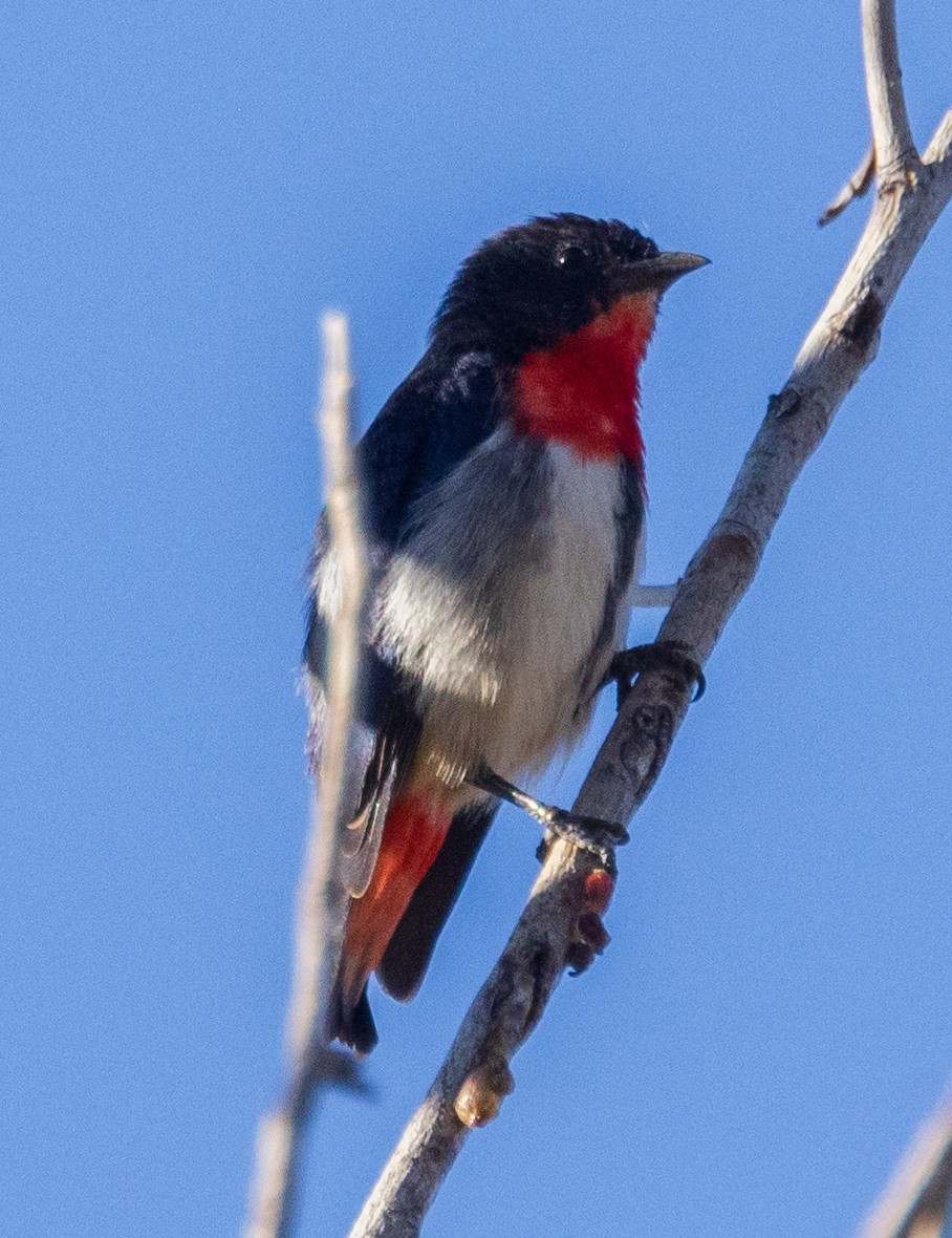 Mistletoebird - ML611165692