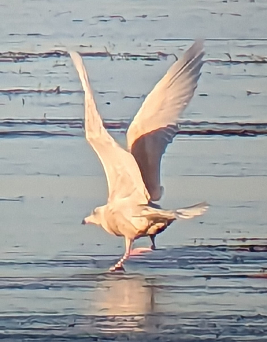 Glaucous Gull - ML611165736