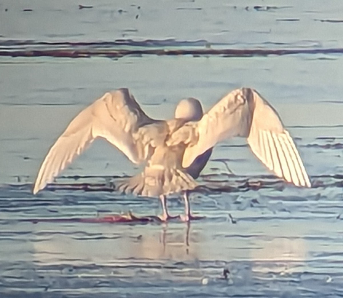 Glaucous Gull - ML611165749