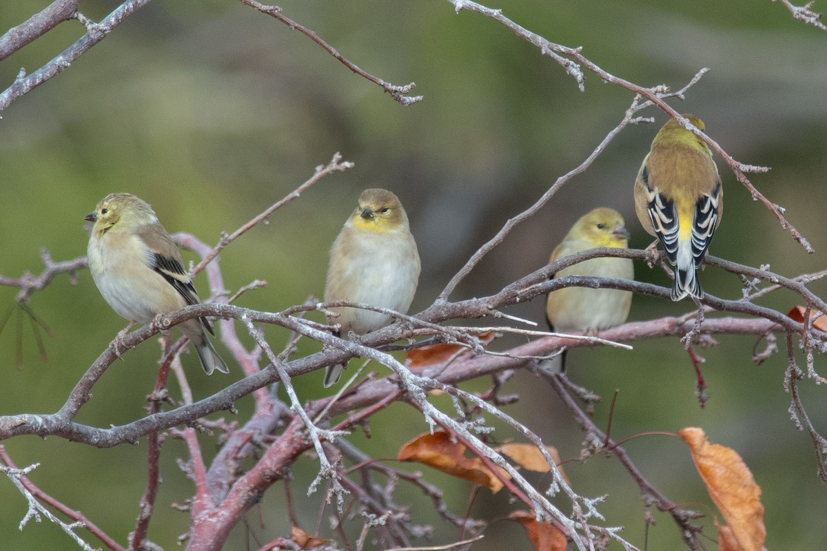 American Goldfinch - ML611165753