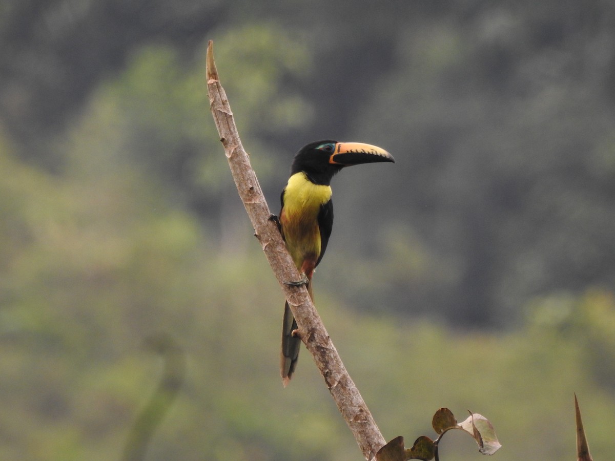 Lettered Aracari - ML611165754