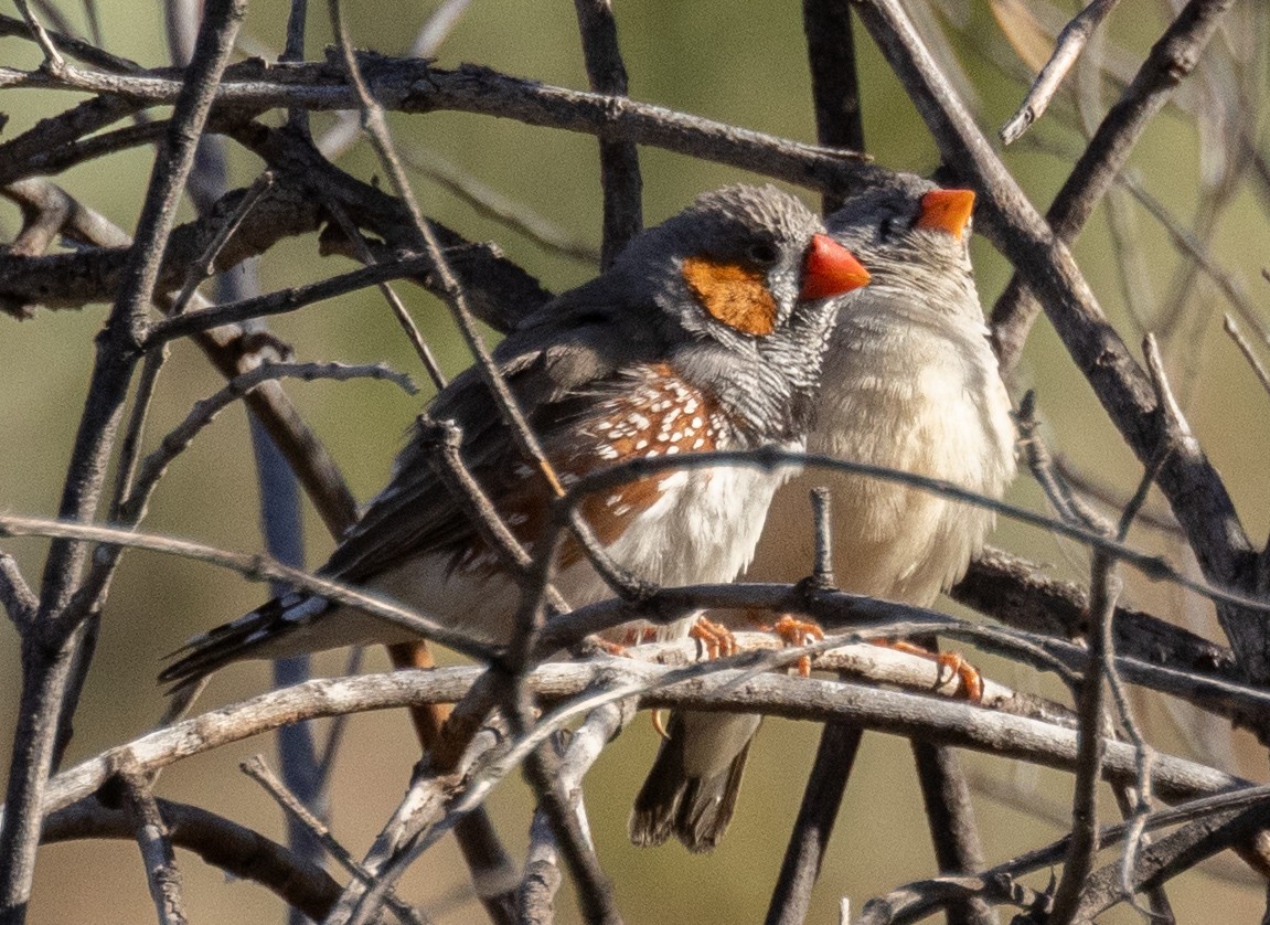 Zebra Finch (Australian) - David Barton