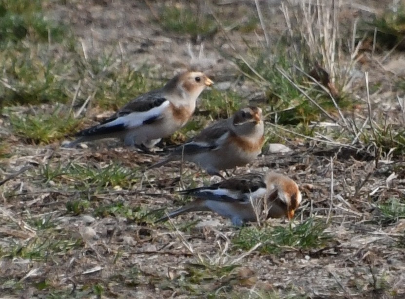 Snow Bunting - ML611165845