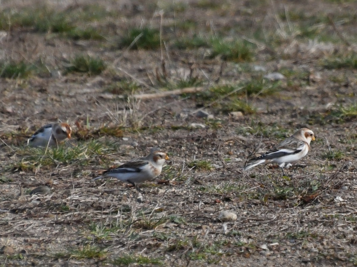 Snow Bunting - Wendy Hill