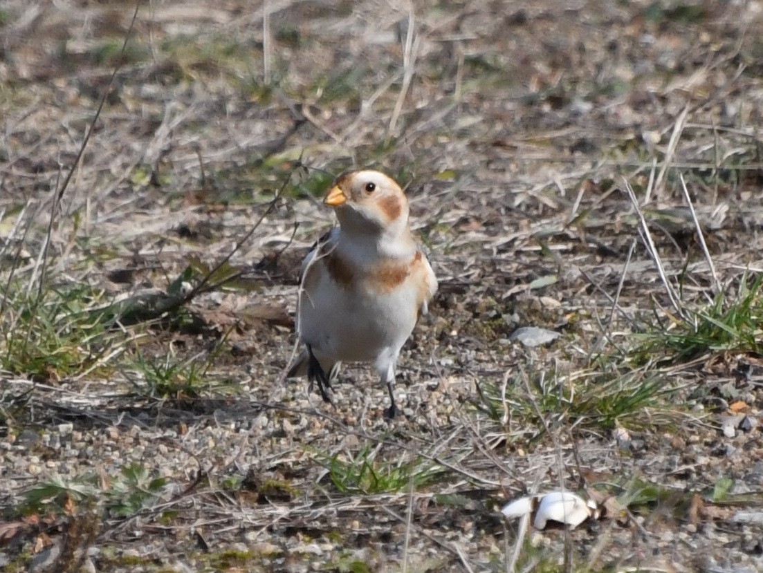 Snow Bunting - ML611165848