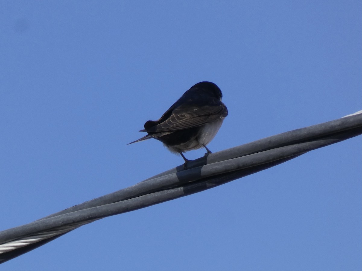 Blue-and-white Swallow - ML611165967