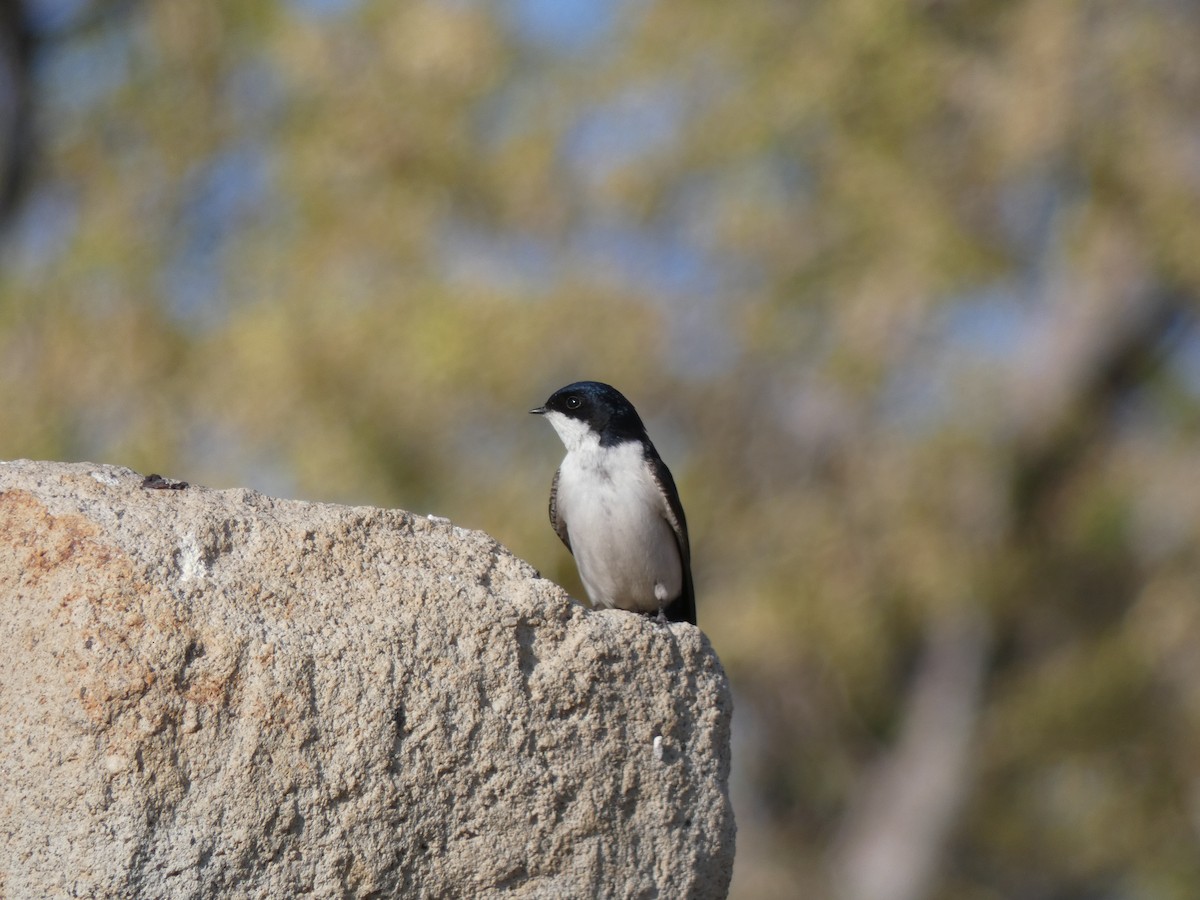 Blue-and-white Swallow - ML611165969