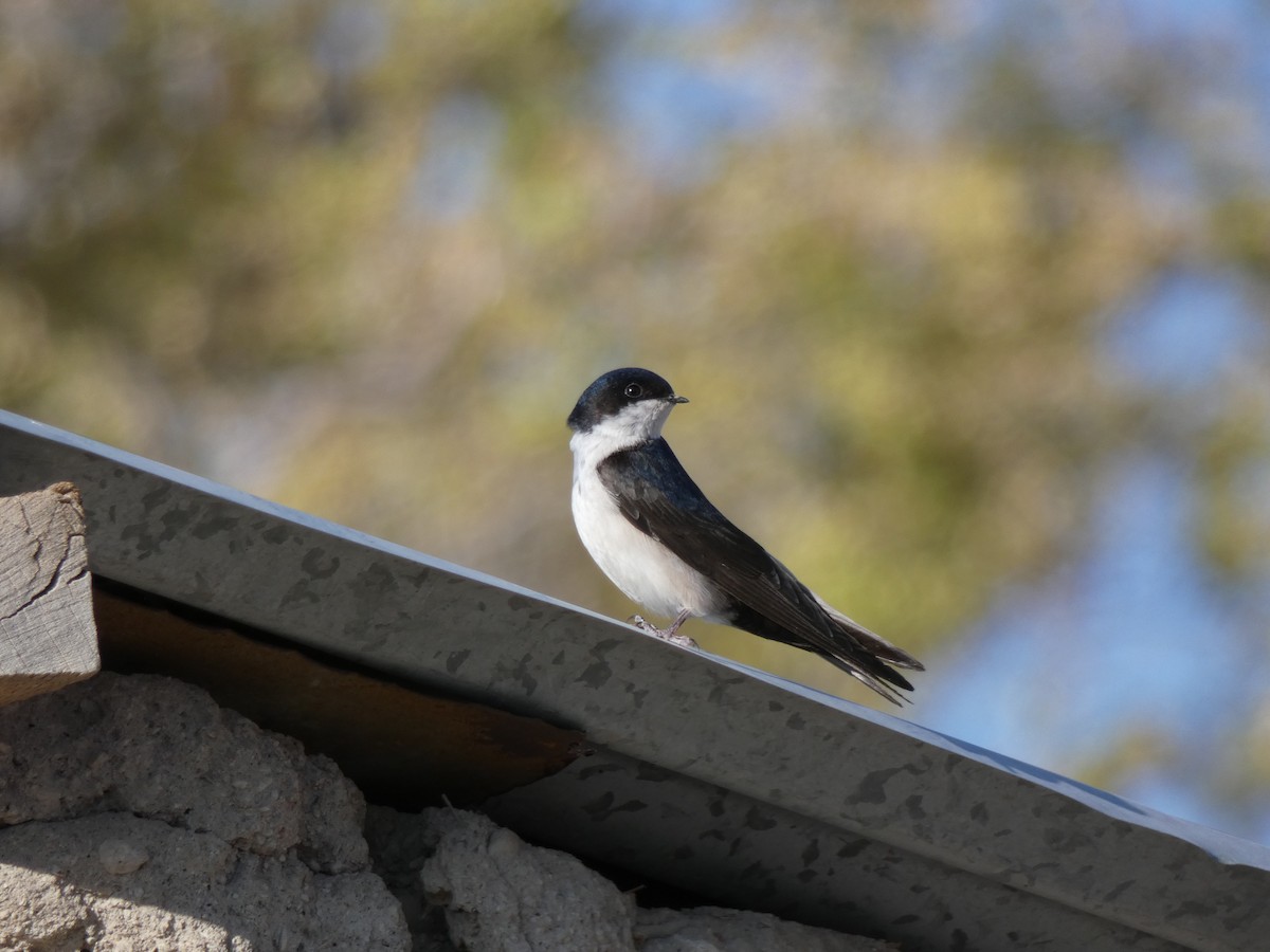 Blue-and-white Swallow - Carlos Villaverde Castilla
