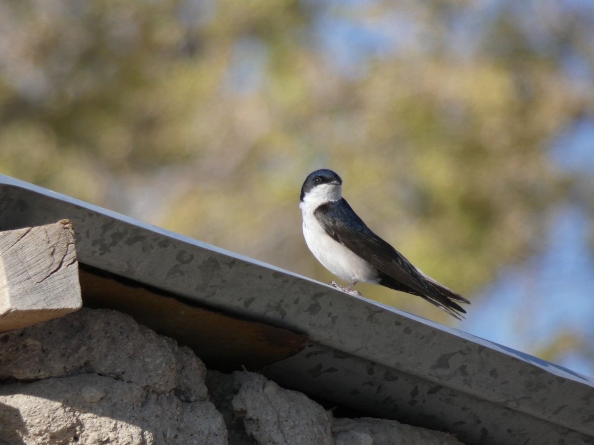 Blue-and-white Swallow - ML611165971